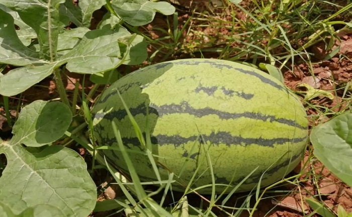 豐收酬汗水，“甜透”了歐博人