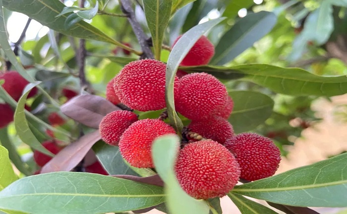 歡歌笑語(yǔ)，滿載而歸丨公司組織員工采摘楊梅活動(dòng)