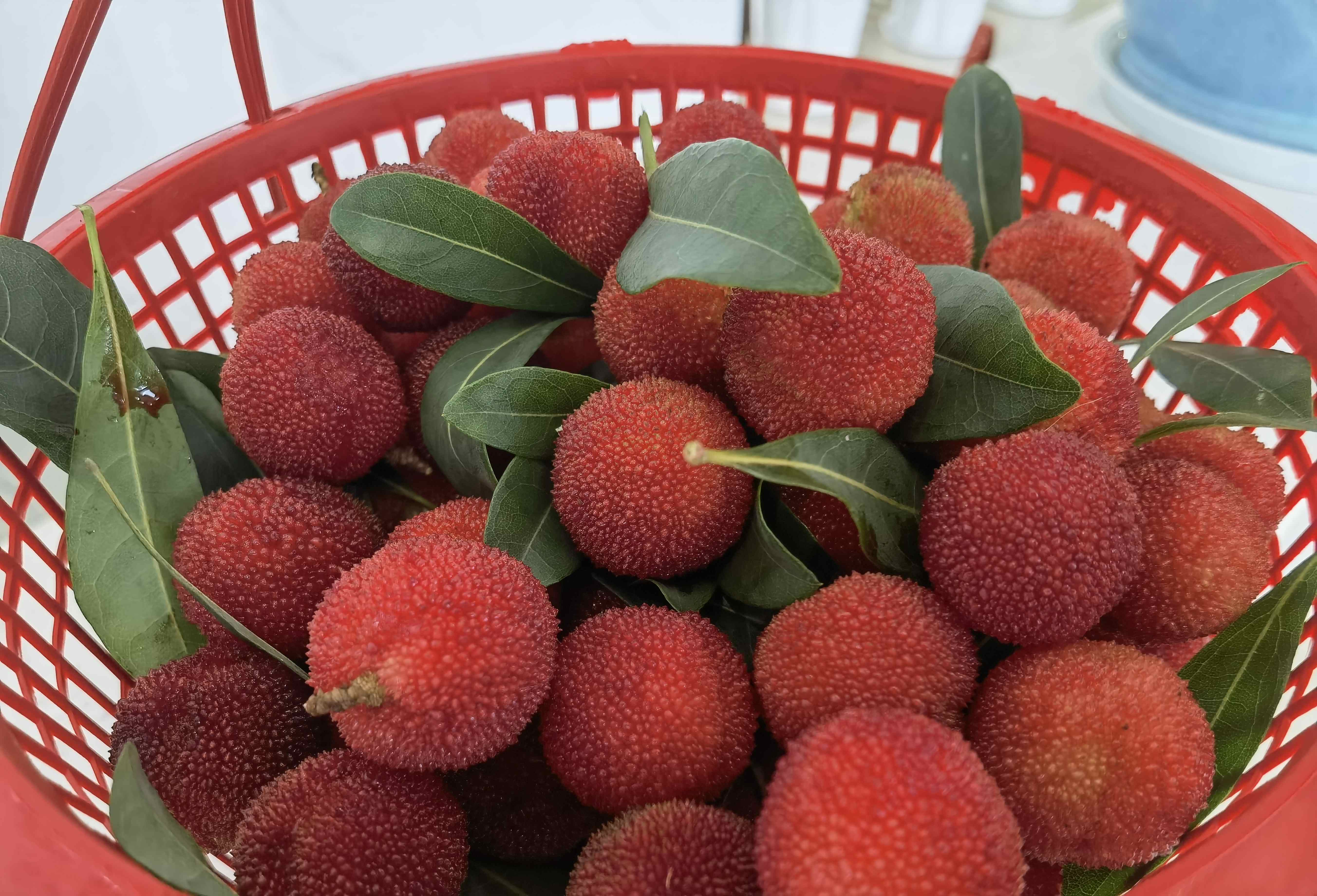 參觀歐博綠色工廠，品嘗現(xiàn)摘楊梅~