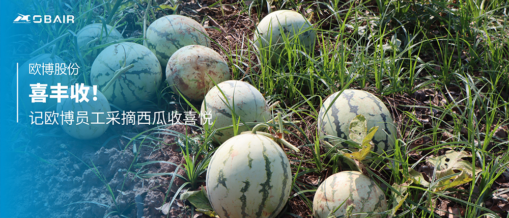 喜豐收！記歐博員工采摘西瓜收喜悅